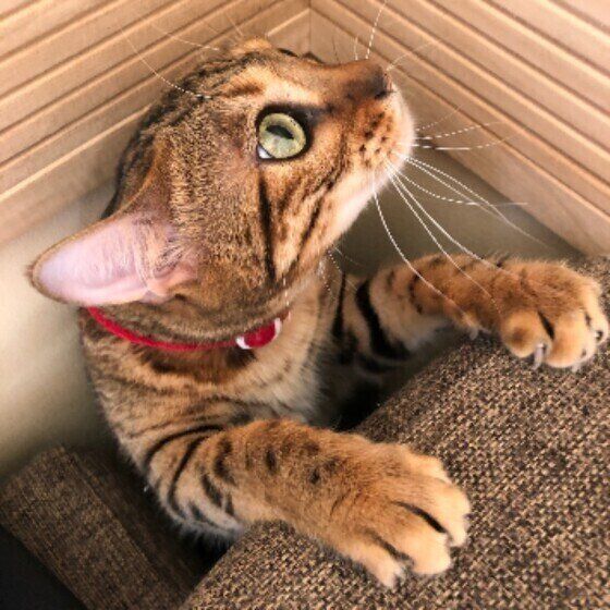 穴に落ちるベンガル