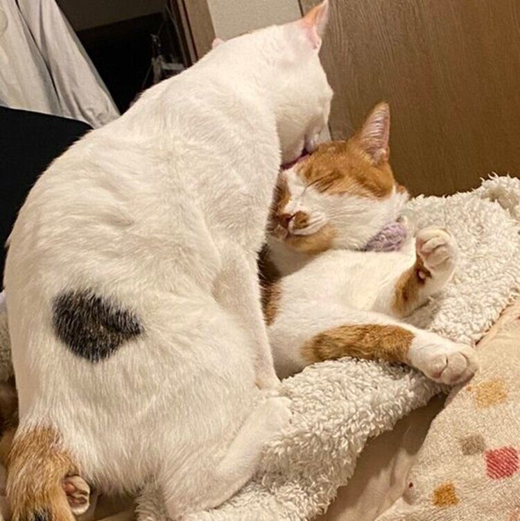 同居猫のみかんちゃんの毛づくろいをするみっけちゃん
