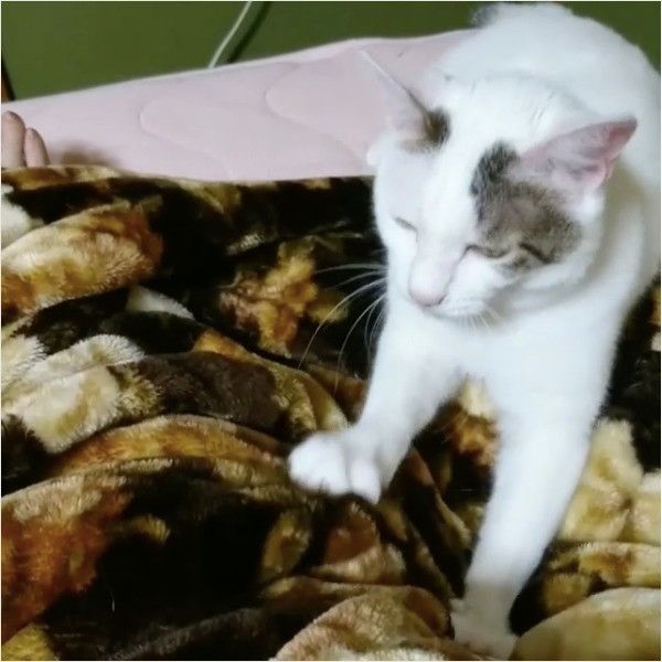 ふみふみニャンコ