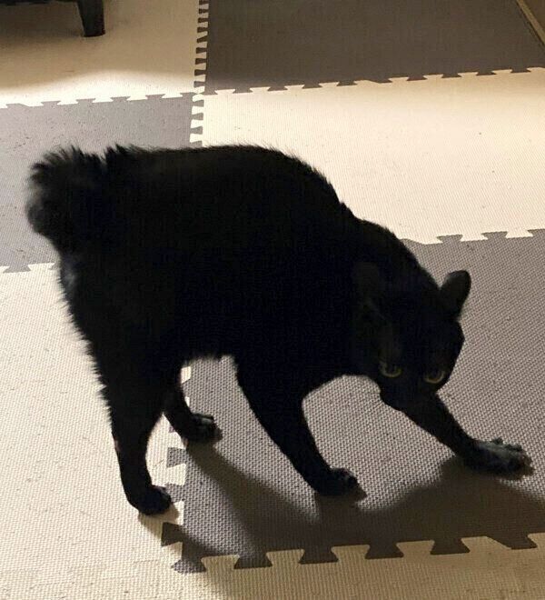 「やんのかステップ」をするあさりちゃん