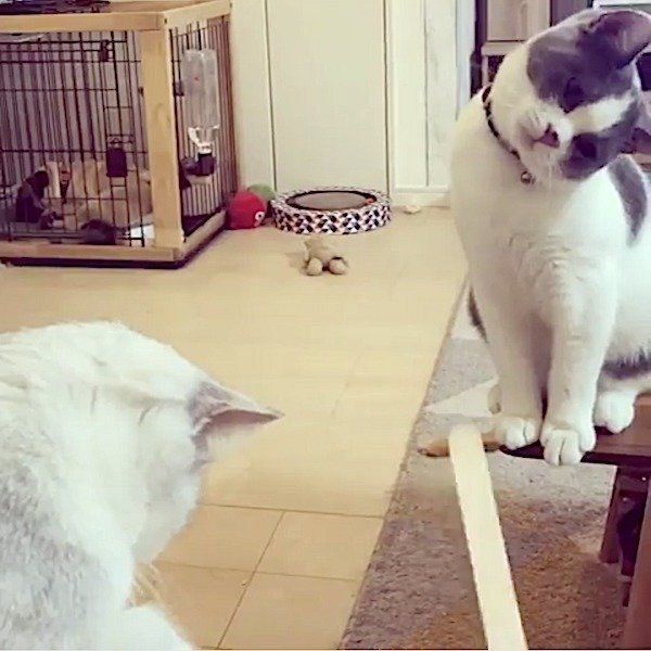 アイスの棒が気になるブリティッシュショートヘア