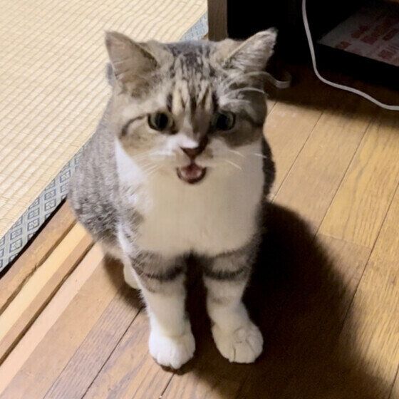 おかえりのサイレントニャー。くりくん