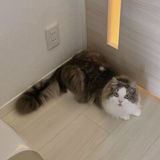 いいこでお留守番できたラフくん