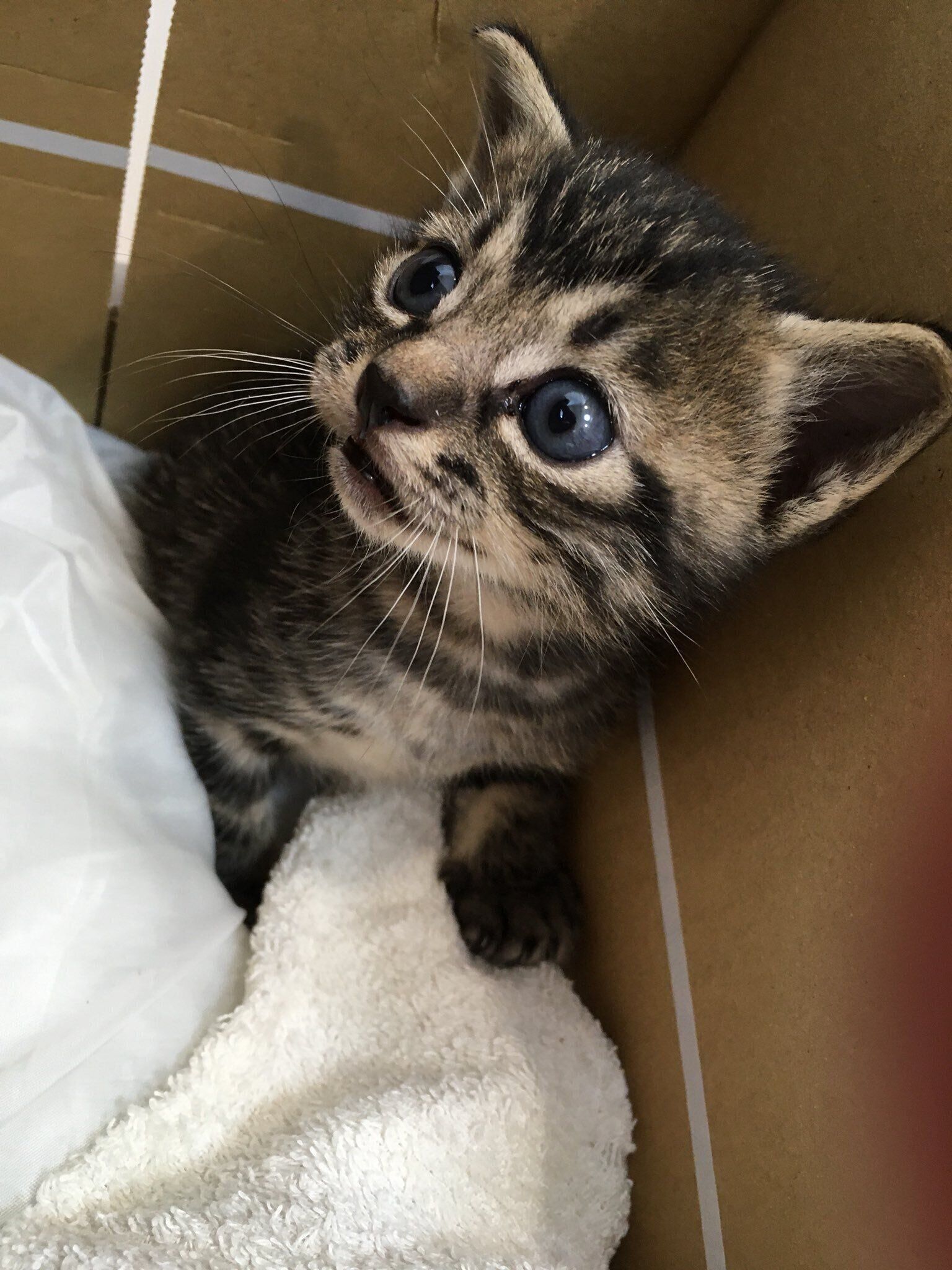 子猫時代のボンくん　お迎え当初の様子