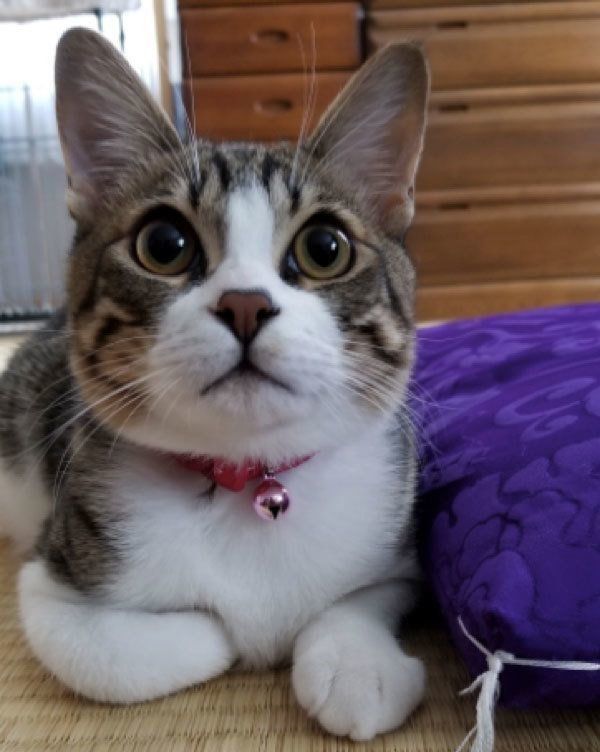 見つめるこてつちゃん