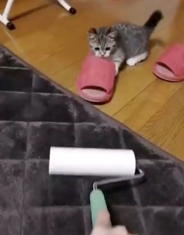 コロコロと勝負するもかちゃん