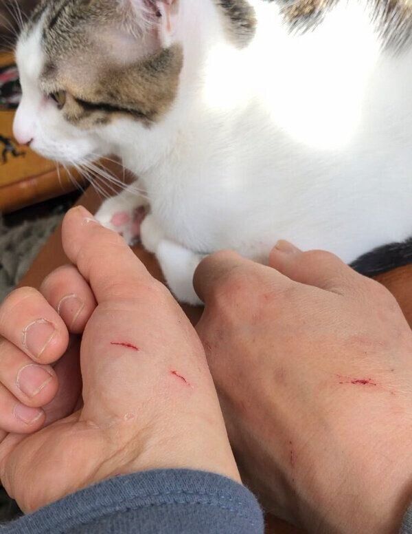 飼い主さんの手とうしおくん