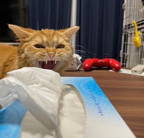 あくびをするえだまめくん