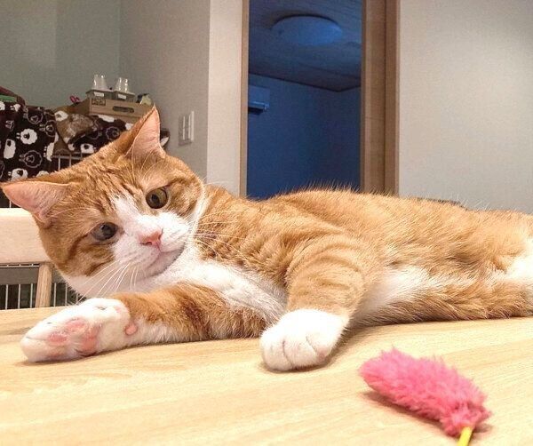 寄り目をするいなりくん