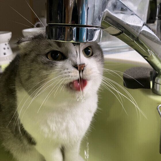 スコティッシュフォールドのわさびくん