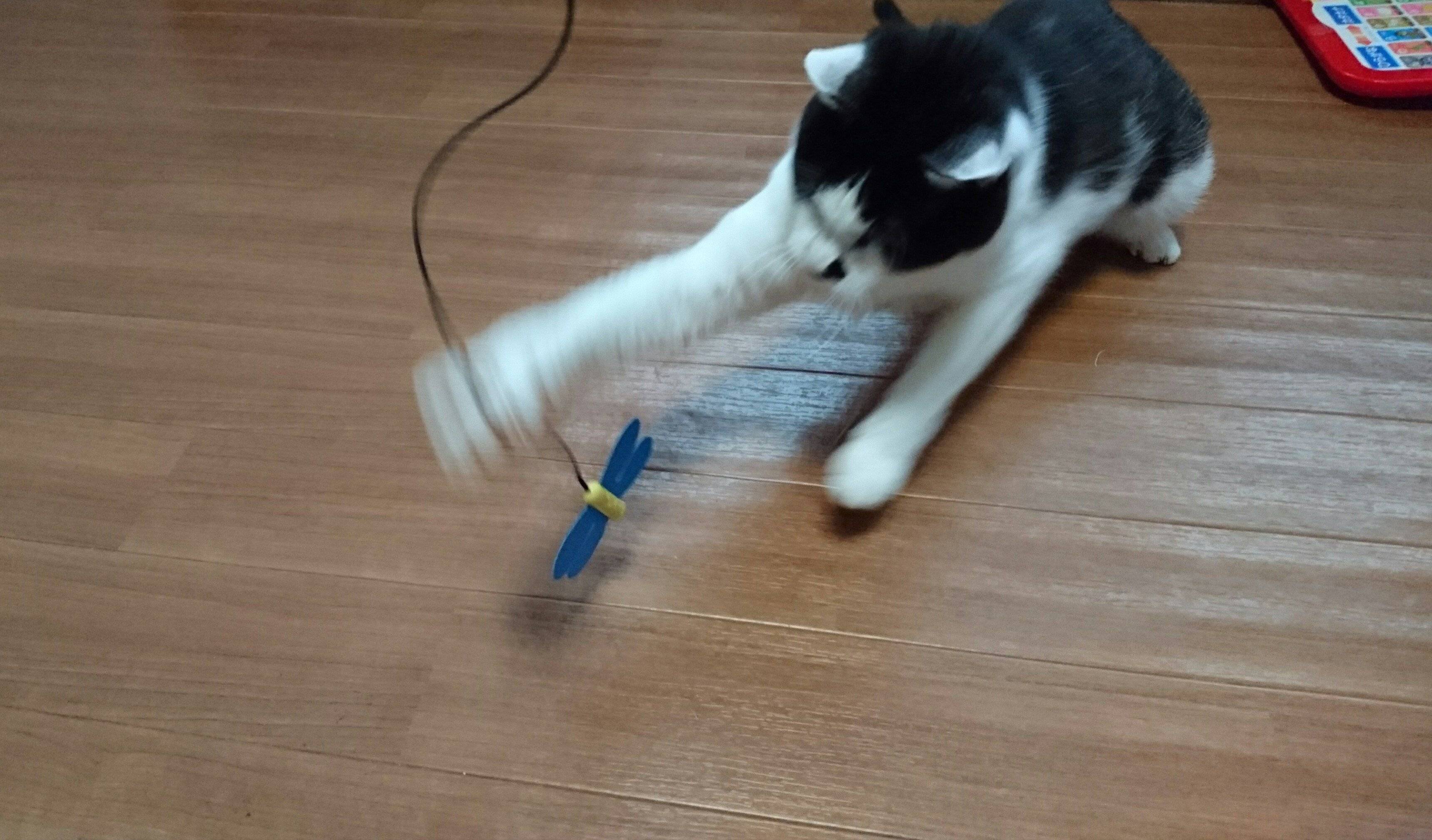 ヒラヒラ舞うトンボくんにアタック