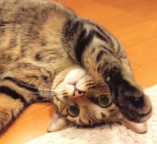 寝転がるモモちゃん