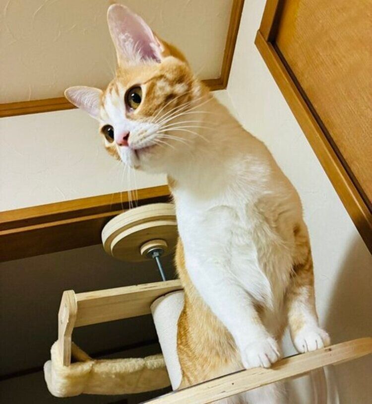 キャットタワーの上から周囲を見渡すのんちゃん