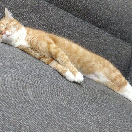 伸びるたまもちゃん（マンチカン）