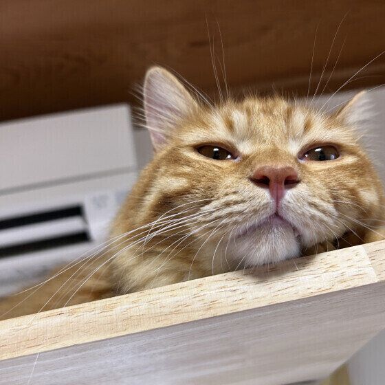 くつろぐ虎太郎くん