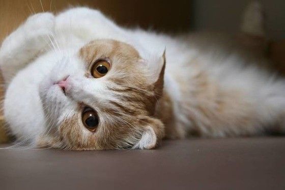 見つめるスコティッシュフォールド