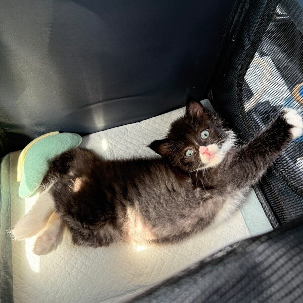 お迎えした日に車の中で撮影したちょびくん