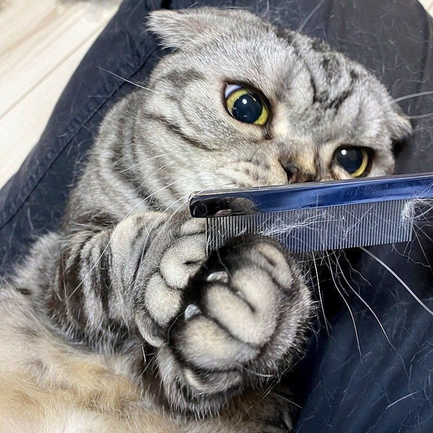 猫の抜け毛が気になる 抱っこしたら服が毛だらけを解消できるアイテム ネコチラブログ