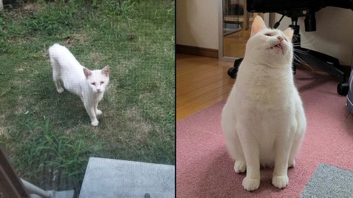 おもちちゃんの成長ビフォーアフター写真