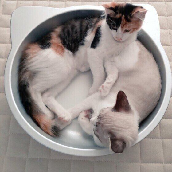 たらいの上の猫