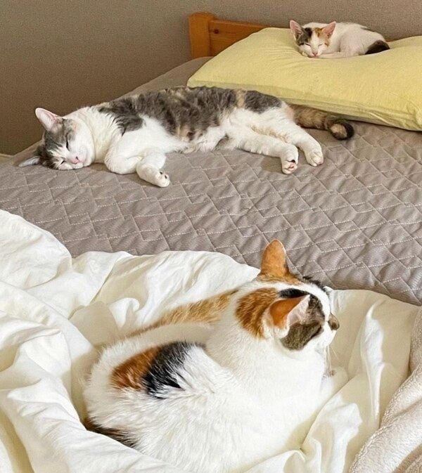 ベッドを占領するゆきちゃん、すみれちゃん、みづきちゃん