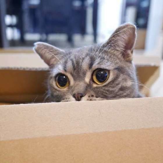 里(さと)ちゃん  アメリカンショートヘア