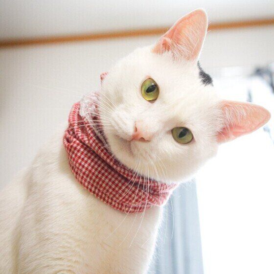 MIXのゆきみちゃん