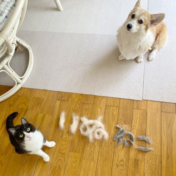 2匹の抜け毛で作った「いぬ」「ねこ」の毛文字と、ちくわぶちゃん、あんずちゃん