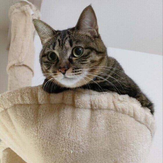 はるちゃん（MIX）