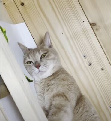 カメラ目線の猫