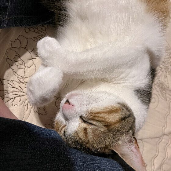 ひざにスリスリするミケ猫