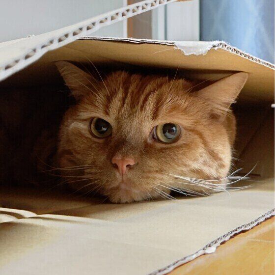 アメリカンショートヘアの龍太くん