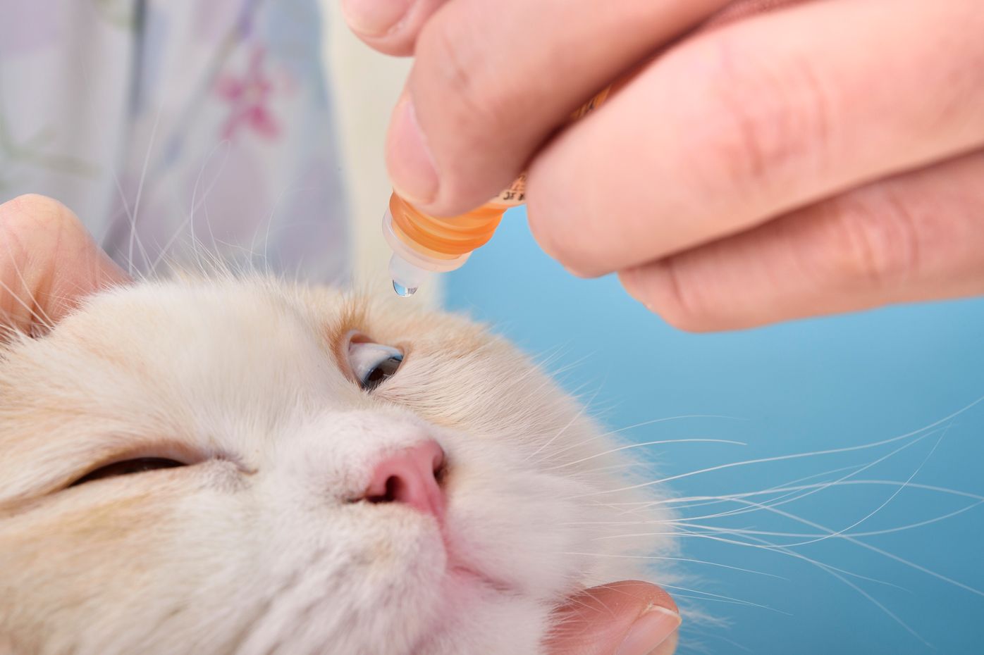 獣医師監修 猫の目の病気 飼い主が気づく症状 目薬の差し方 ねこのきもちweb Magazine 獣医師監修 猫の目の病気 飼い主が気づく症状 目薬の差し方 ねこのきもちweb Magazine