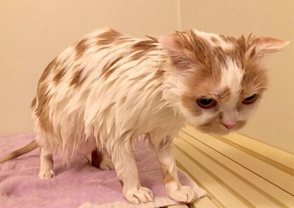 シャンプーをしてもらうホイちゃん