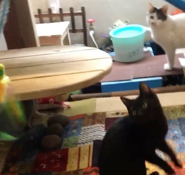 猫じゃらしで遊ぶ猫