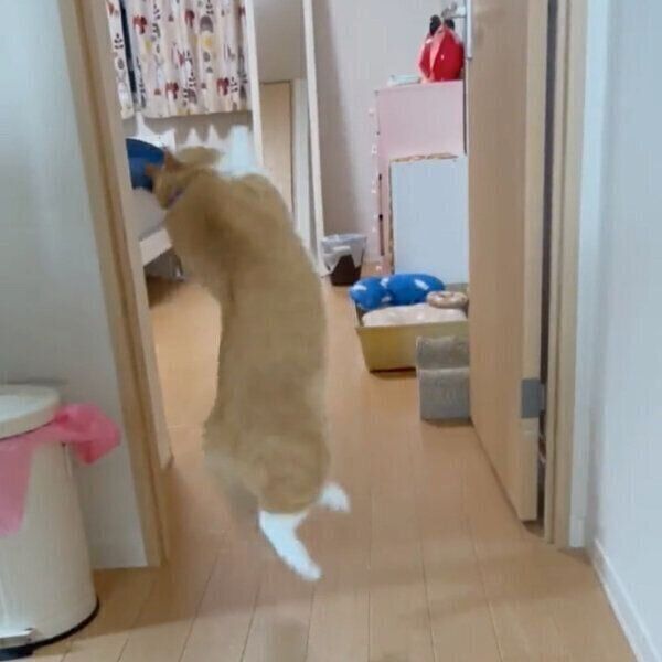 ボール遊びをするさんてくん