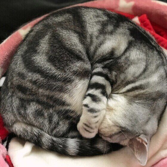 アンモニャイトするアメリカンショートヘア