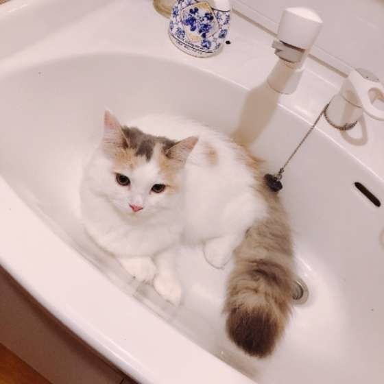 洗面台に入るラガマフィン