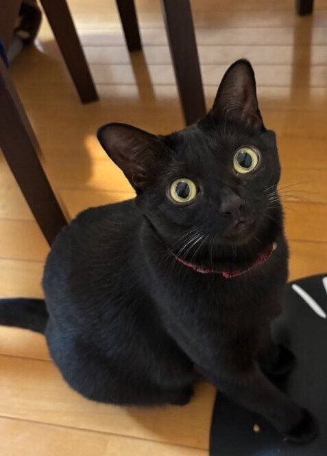 飼い主を見上げる猫