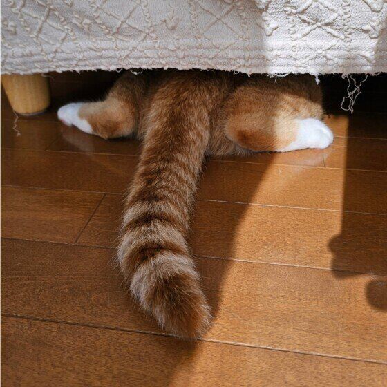 猫のこはくくん