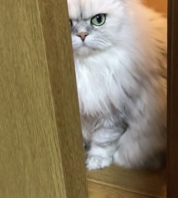 部屋に入ってこない猫