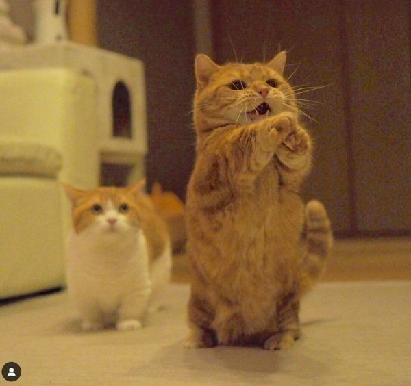 マンチカンの茶太郎くんときなこちゃん