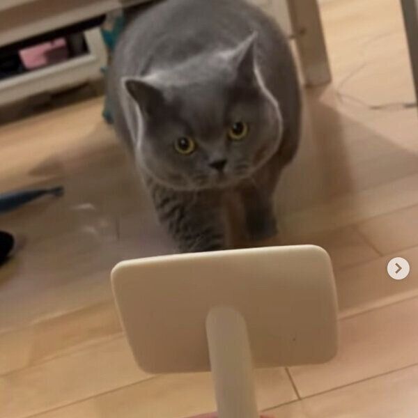 歩いてくるグリちゃん