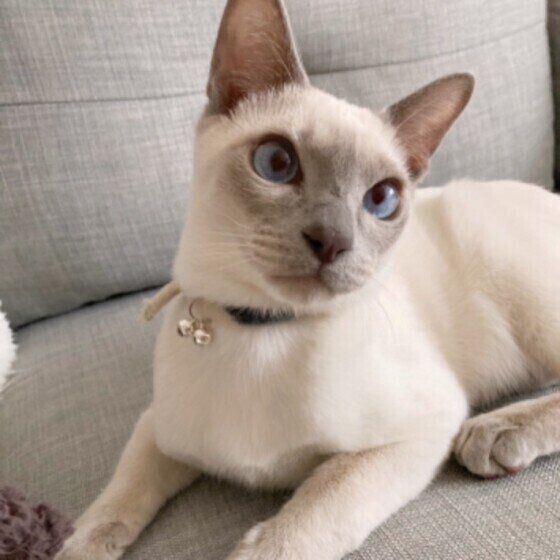 シャムの小太郎くん