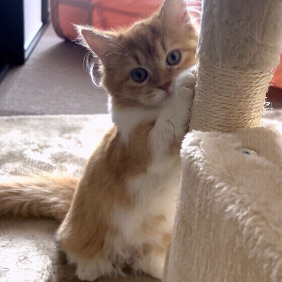 マンチカンのゆずちゃん