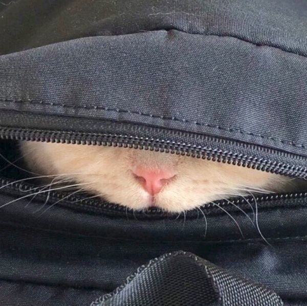 リュックの中に入るみかんちゃん