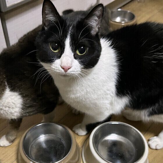 ごはんを待ついつくん