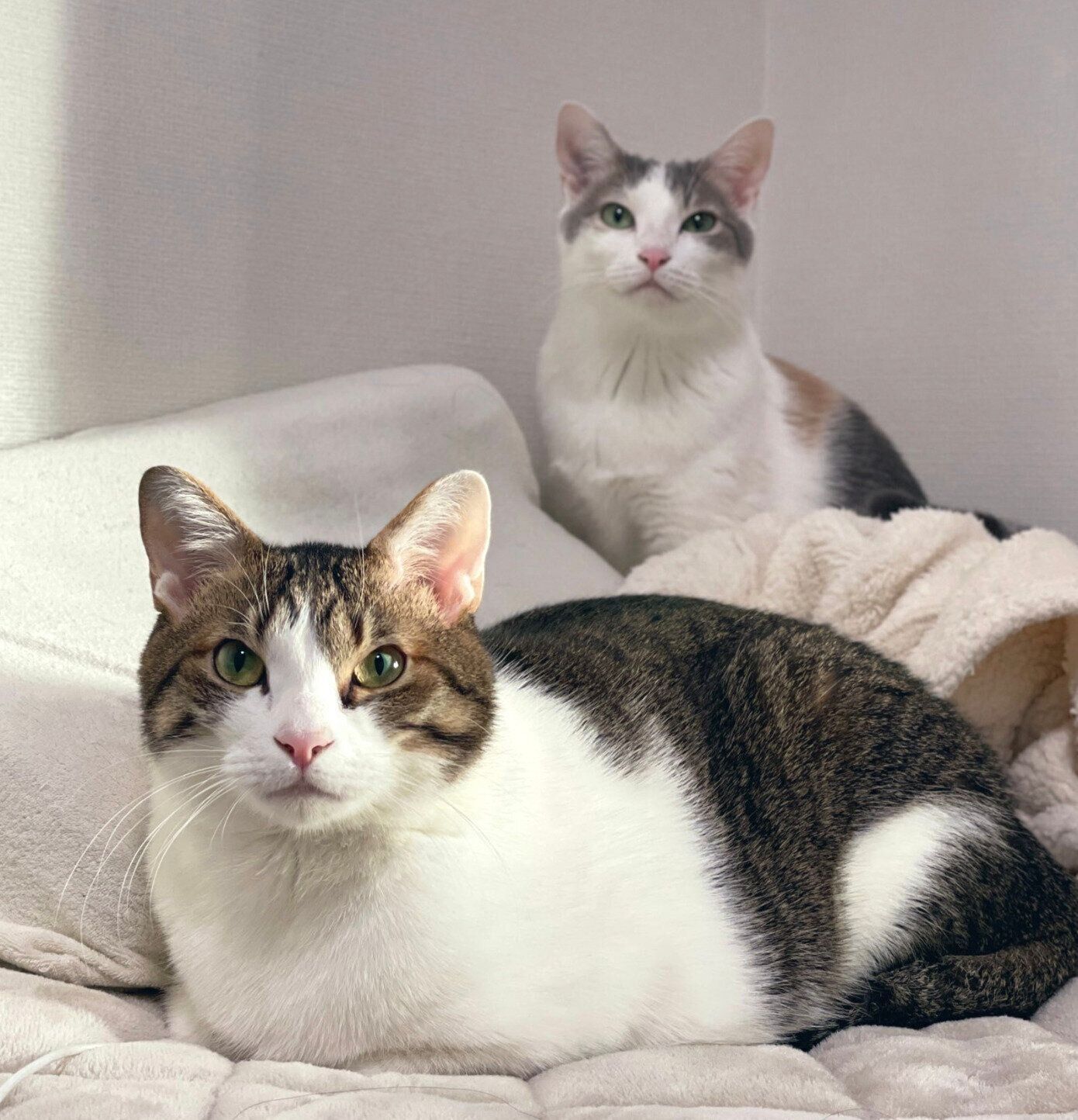 見つめるくろみつくん、しらたまちゃん