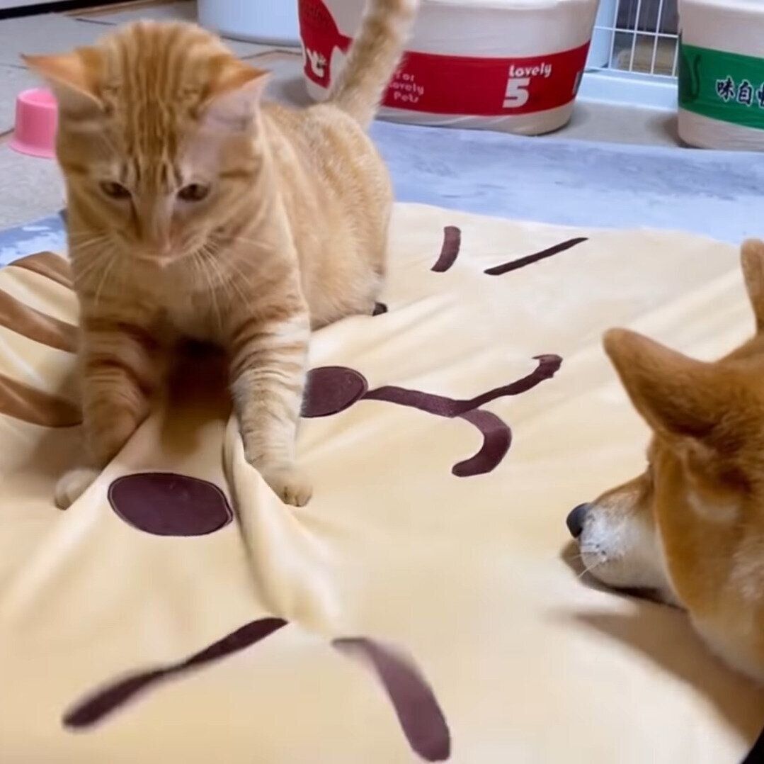 新品のマットをわしゃっとするリクちゃん