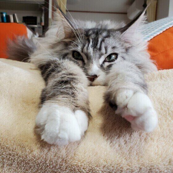 見つめるメインクーン